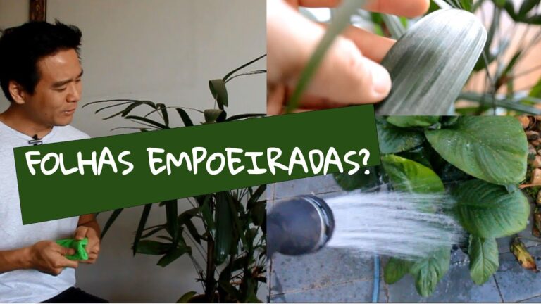 Guia Pr&aacute;tico: Como Limpar Folhas de Plantas de Interior