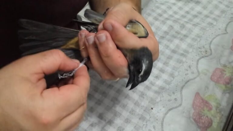 Métodos Eficazes para Remover Visgo de Pássaros
