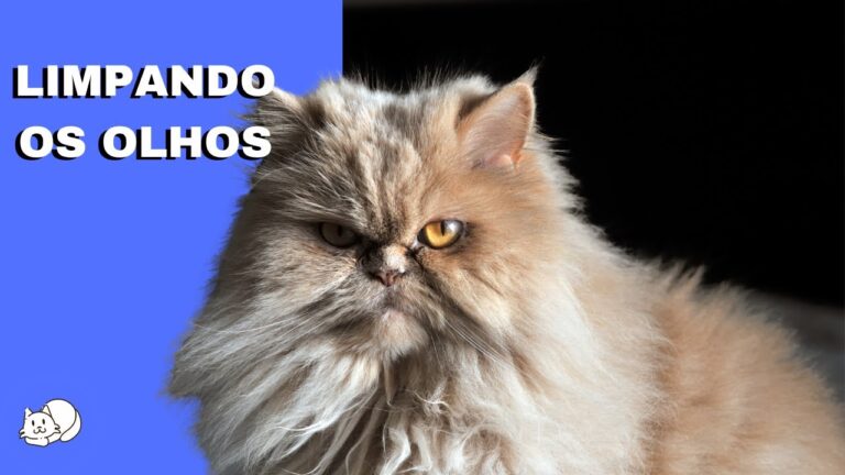 Como Limpar os Olhos do Meu Gato Persa