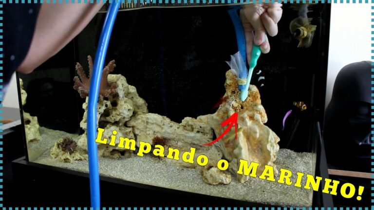Dicas para Limpar o Fundo do Aquário de Água Salgada